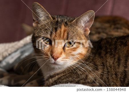Close-up shot of a cat with vibrant green eyes Close-up shot of a cat with vibrant green eyes 138044948