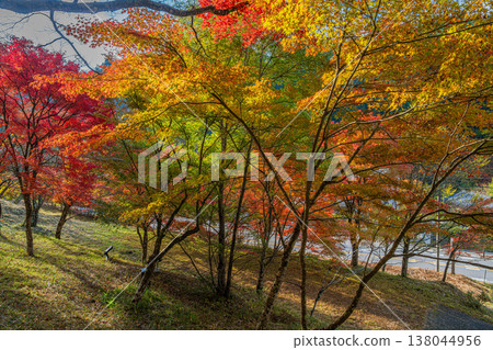Autumn foliage at Oihira Park in Toyota City (Aichi Prefecture) 138044956