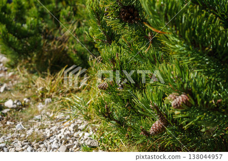 Pine branch with cones in sunlight, evergreen forest detail, natural texture, mountain environment, fresh air concept, Pinus mugo plant Pine branch with cones in sunlight, evergreen forest detail, natural texture, mountain environment, fresh air concept, Pinus mugo plant 138044957