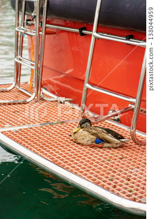 Wild mallard duck resting on floating dock near red boat in marina, tranquil harbor wildlife scene with textured platform and calm water background Wild mallard duck resting on floating dock near red boat in marina, tranquil harbor wildlife scene with textured platform and calm water background 138044959