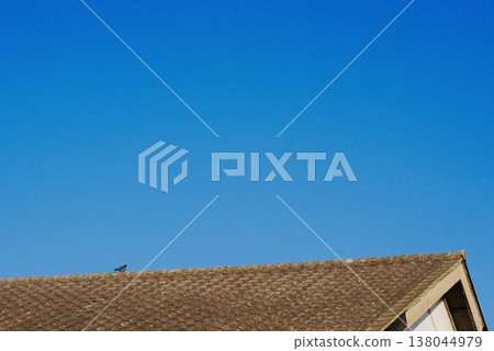 早春黃昏，兩隻鴿子棲息在屋頂瓦片上。 138044979