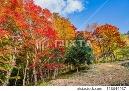 Autumn foliage at Oihira Park in Toyota City (Aichi Prefecture) Autumn foliage at Oihira Park in Toyota City (Aichi Prefecture) 138044987
