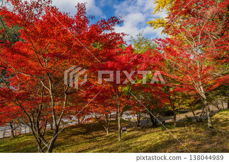 Autumn foliage at Oihira Park in Toyota City (Aichi Prefecture) 138044989