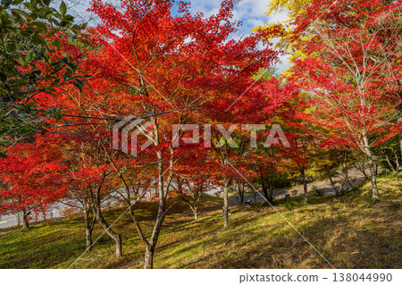 Autumn foliage at Oihira Park in Toyota City (Aichi Prefecture) Autumn foliage at Oihira Park in Toyota City (Aichi Prefecture) 138044990