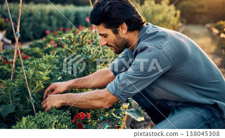 Man tends to plants in garden during late afternoon sunlight while crouching and caring for flowers and herbs 138045308