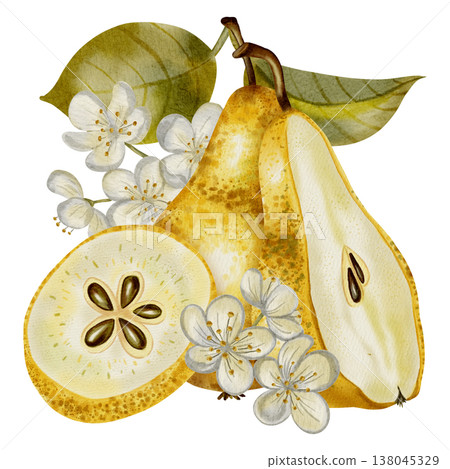 A hand-painted watercolor composition featuring yellow pears adorned with white flowers and leaves. Perfect for elegant packaging, textiles, cards, and labels A hand-painted watercolor composition featuring yellow pears adorned with white flowers and leaves. Perfect for elegant packaging, textiles, cards, and labels 138045329