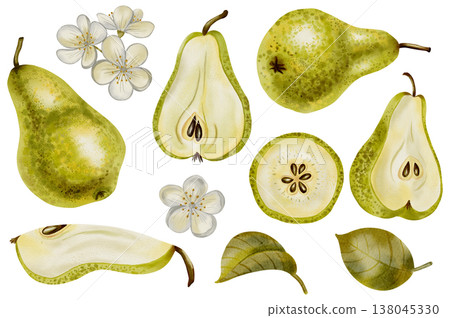 Hand drawn watercolor set with pears, white flowers, branches, and foliage. Ideal as a decorative element for logos, product labels, food packaging, textile prints, and organic branding. Hand drawn watercolor set with pears, white flowers, branches, and foliage. Ideal as a decorative element for logos, product labels, food packaging, textile prints, and organic branding. 138045330
