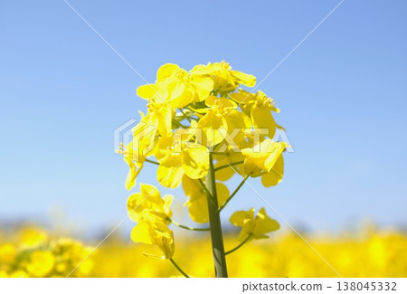 春季圖片:油菜花 春季圖片:油菜花 138045332