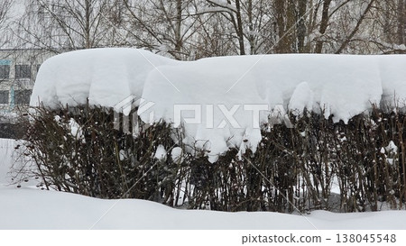 Thick white snow blankets a garden hedge during a cold winter day. The heavy snow creates a puffy layer on top of the bare branches. 138045548