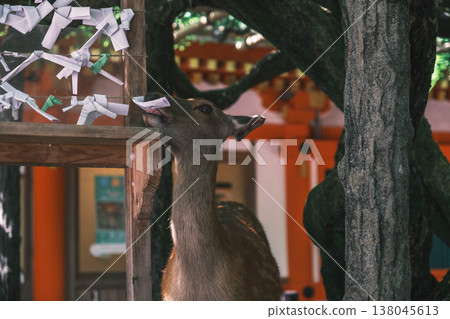 [Kasuga Taisha Shrine] A World Heritage Site that represents Nara 138045613