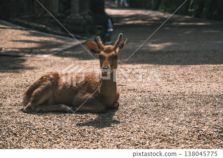 [Kasuga Taisha Shrine] Deer living leisurely within the grounds of a World Heritage site. 138045775