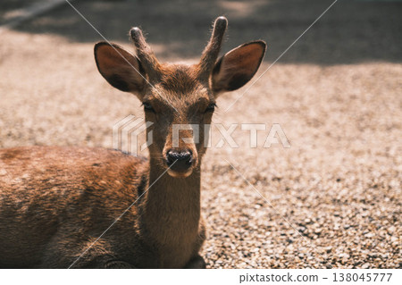 [Kasuga Taisha Shrine] Deer living leisurely within the grounds of a World Heritage site. 138045777
