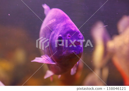 underwater photography of fish Pygocentrus nattereri underwater photography of fish Pygocentrus nattereri 138046121