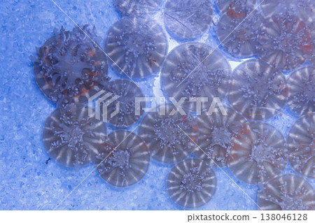 underwater photos of jellyfish Cassiopea andromeda, Upside down underwater photos of jellyfish Cassiopea andromeda, Upside down 138046128