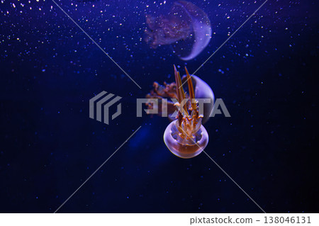 underwater photos of jellyfish Rhopilema esculentum, Flame jellyfish underwater photos of jellyfish Rhopilema esculentum, Flame jellyfish 138046131