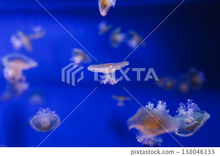 underwater photos of Mediterranean jellyfish, Cotylorhiza tuberculata underwater photos of Mediterranean jellyfish, Cotylorhiza tuberculata 138046133