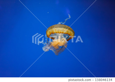 underwater photos of jellyfish chrysaora fuscescens jellyfish pacific sea nettle underwater photos of jellyfish chrysaora fuscescens jellyfish pacific sea nettle 138046134