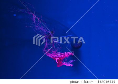 underwater photos of jellyfish chrysaora pacifica jellyfish japanese sea nettle 138046135