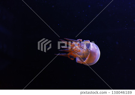underwater photography of beautiful flame jellyfish rhopilema esculentum underwater photography of beautiful flame jellyfish rhopilema esculentum 138046189