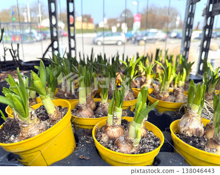 Potted spring bulbs with fresh leaves on shelf in plant nursery. Potted spring bulbs with fresh leaves on shelf in plant nursery. 138046443