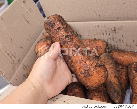 very fresh organic carrots bunch very fresh organic carrots bunch 138047107