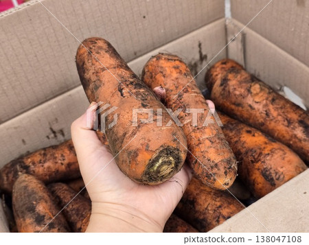 very fresh organic carrots bunch very fresh organic carrots bunch 138047108