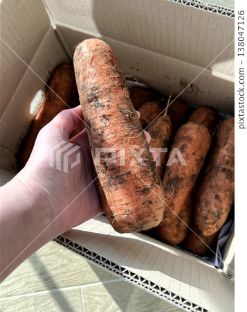 very fresh organic carrots bunch very fresh organic carrots bunch 138047126