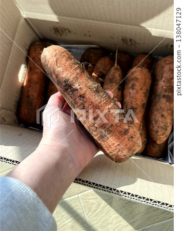 very fresh organic carrots bunch 138047129