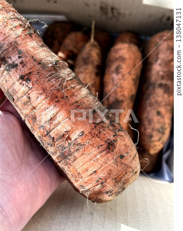very fresh organic carrots bunch very fresh organic carrots bunch 138047131