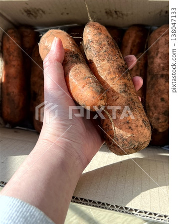 very fresh organic carrots bunch very fresh organic carrots bunch 138047133