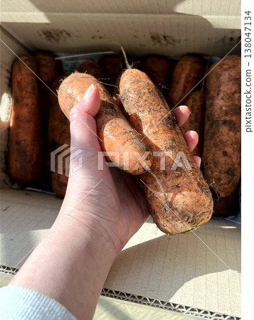 very fresh organic carrots bunch 138047134