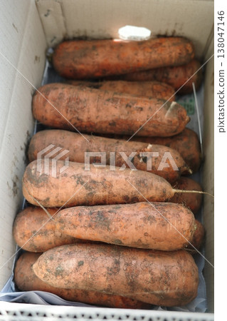 very fresh organic carrots bunch very fresh organic carrots bunch 138047146