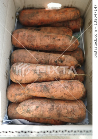 very fresh organic carrots bunch 138047147