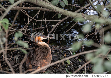 Great crested grebe creating and resting on its floating nest among branches and foliage, seeking shelter and incubating eggs in its natural aquatic habitat 138047213