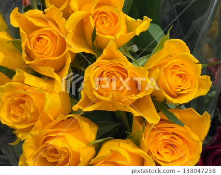 Yellow Rosa hybrid blossoms arranged in tight bouquet with layered petals and rich golden color. Romantic gifting, florist retail, festive decoration, wedding palette, luxury floral presentation for Yellow Rosa hybrid blossoms arranged in tight bouquet with layered petals and rich golden color. Romantic gifting, florist retail, festive decoration, wedding palette, luxury floral presentation for 138047238