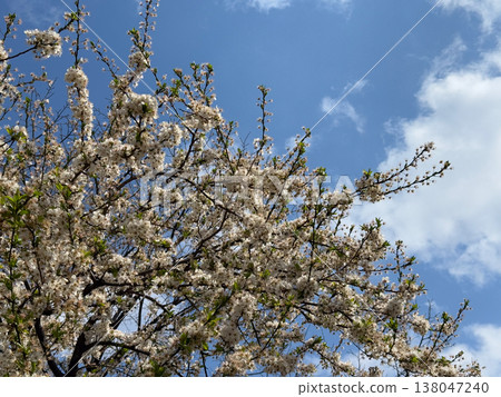 White blooming tree branches reaching into blue sky with soft clouds in spring daylight. Seasonal transition, nature awakening, fresh growth, outdoor serenity, botanical landscape view White blooming tree branches reaching into blue sky with soft clouds in spring daylight. Seasonal transition, nature awakening, fresh growth, outdoor serenity, botanical landscape view 138047240