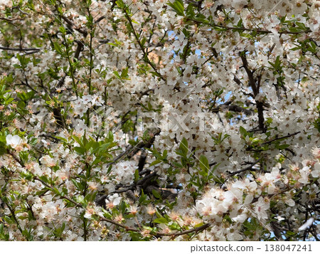 White blossoms of Prunus cerasifera covering dense branches with fresh green leaves in bright spring daylight. Seasonal flowering, pollination habitat, ornamental tree growth, urban garden 138047241