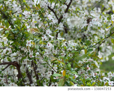 White spring blossoms on tree branches with fresh green leaves in soft natural light. Seasonal renewal, flowering garden, botanical growth, nature awakening, delicate bloom texture White spring blossoms on tree branches with fresh green leaves in soft natural light. Seasonal renewal, flowering garden, botanical growth, nature awakening, delicate bloom texture 138047253