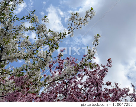 Dense flowering canopy of Prunus cerasifera with pink and white blossoms under blue sky. Seasonal bloom, ornamental horticulture, urban biodiversity, pollination habitat, decorative landscaping in 138047293