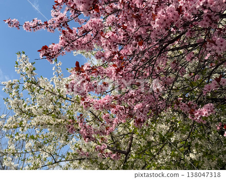 Dense flowering canopy of Prunus cerasifera with pink and white blossoms filling frame in bright daylight. Seasonal bloom, ornamental horticulture, urban biodiversity, pollination habitat, decorative Dense flowering canopy of Prunus cerasifera with pink and white blossoms filling frame in bright daylight. Seasonal bloom, ornamental horticulture, urban biodiversity, pollination habitat, decorative 138047318