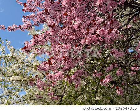 Blooming Prunus cerasifera branches with white and pink blossoms against blue sky in spring daylight. Seasonal flowering, pollination activity, urban gardening, ornamental tree cultivation Blooming Prunus cerasifera branches with white and pink blossoms against blue sky in spring daylight. Seasonal flowering, pollination activity, urban gardening, ornamental tree cultivation 138047319