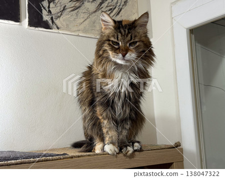 Longhaired domestic tortoiseshell tabby cat sitting on shelf indoors with lowered gaze and fluffy chest. Pet behavior, home companionship, feline portrait, attentive posture, everyday domestic 138047322