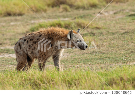 Spotted Hyena (Crocuta crocuta) in the National park of Kenya Spotted Hyena (Crocuta crocuta) in the National park of Kenya 138048645