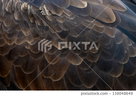 Close-up view of the detailed feathers of a large bird showcasing intricate patterns and rich textures in natural light during the golden hour Close-up view of the detailed feathers of a large bird showcasing intricate patterns and rich textures in natural light during the golden hour 138048649