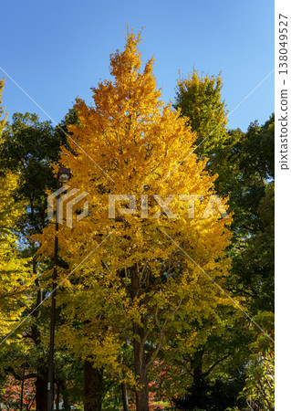 the city of tokyo at autumn time the city of tokyo at autumn time 138049527