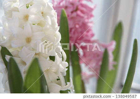 Home garden concept. Blooming pink and white hyacinths on a windowsill, selective focus, copy space. Spring floral interior decoration. 138049587