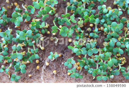 A close-up of green mustard sprouts on agrowata. Growing microgreens. A windowsill garden. A superfood made from sprouted mustard seeds. A close-up of green mustard sprouts on agrowata. Growing microgreens. A windowsill garden. A superfood made from sprouted mustard seeds. 138049590