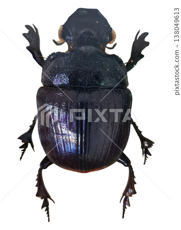 Scarab beetle is shown alone on a white background. The beetle has a shiny body and defined legs. This insect stands out in the close-up view, highlighting its features. Scarab beetle is shown alone on a white background. The beetle has a shiny body and defined legs. This insect stands out in the close-up view, highlighting its features. 138049613