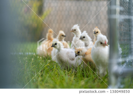 Young chicks in poultry hen house with green grass in backyard garden. Young chicks in poultry hen house with green grass in backyard garden. 138049850
