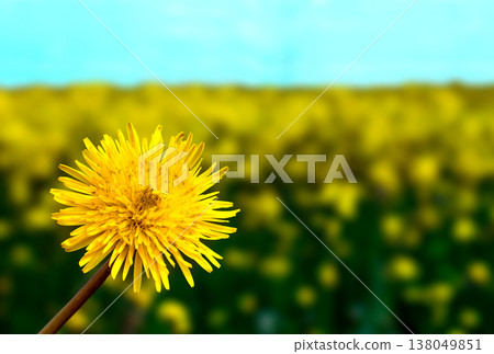 Yellow dandelion flowers on green grass 138049851